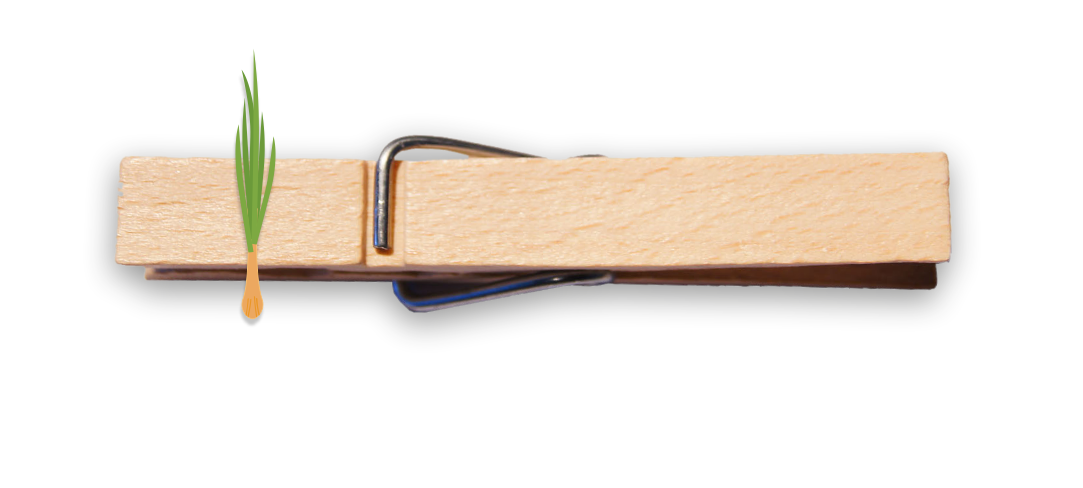 Glubbal Frühlingszwiebel